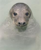 Picture of seal in water