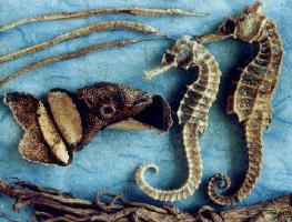 Picture of Dead Seahorses