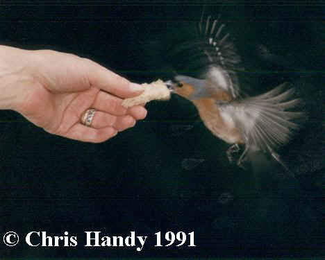 Picture of chaffinch taking bread from a hand
