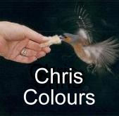 Thumbnail of hand feeding a Chaffinch - link to Chris' Colours