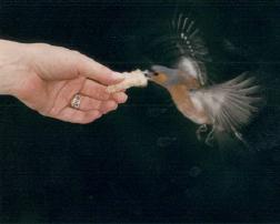 Picture of chaffinch taking bread from a hand